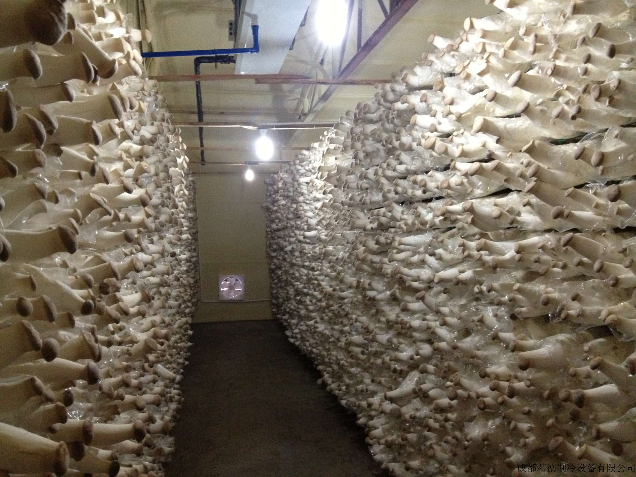 哈尔滨市蘑菇种植冷库